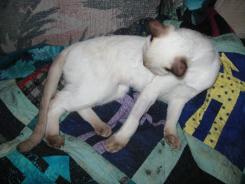 more kittens